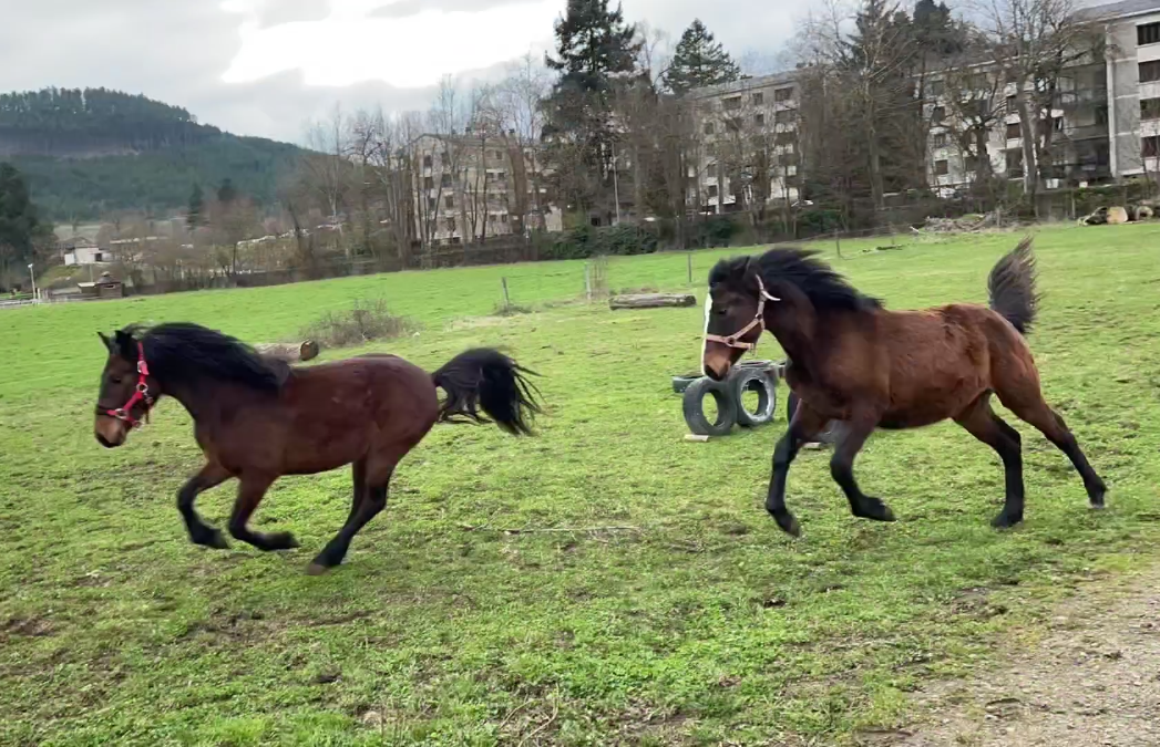 Intero Connemara In vendita 2024 Baio ,  Ramond la Verchere