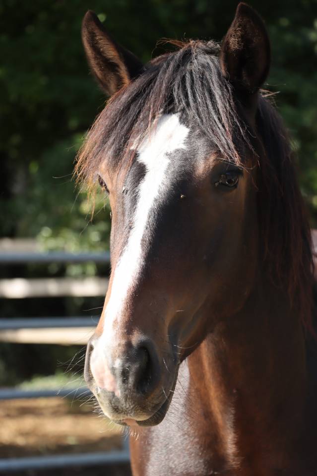 Intero Connemara In vendita 2024 Baio ,  Ramond la Verchere