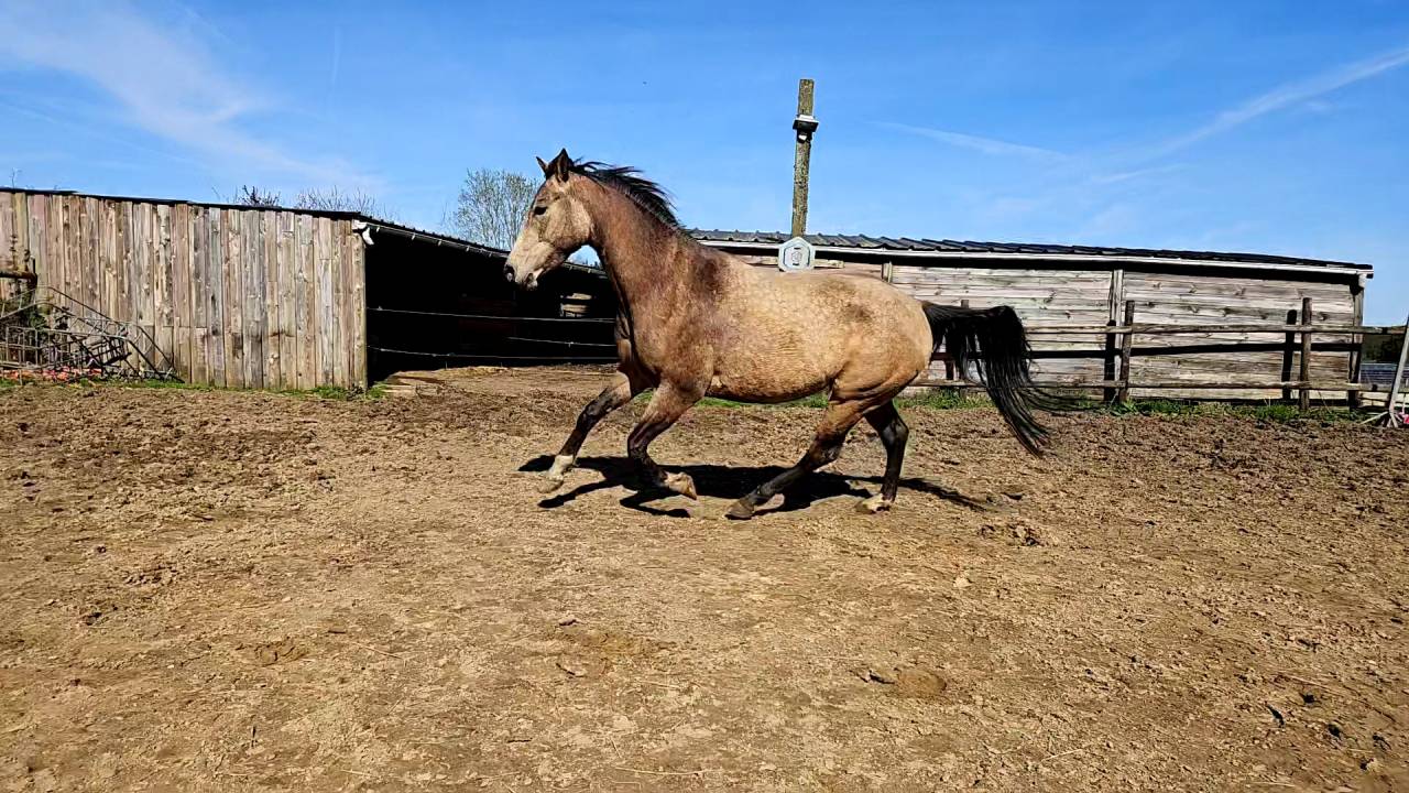 Cavalla AQPS In vendita 2022 Isabella