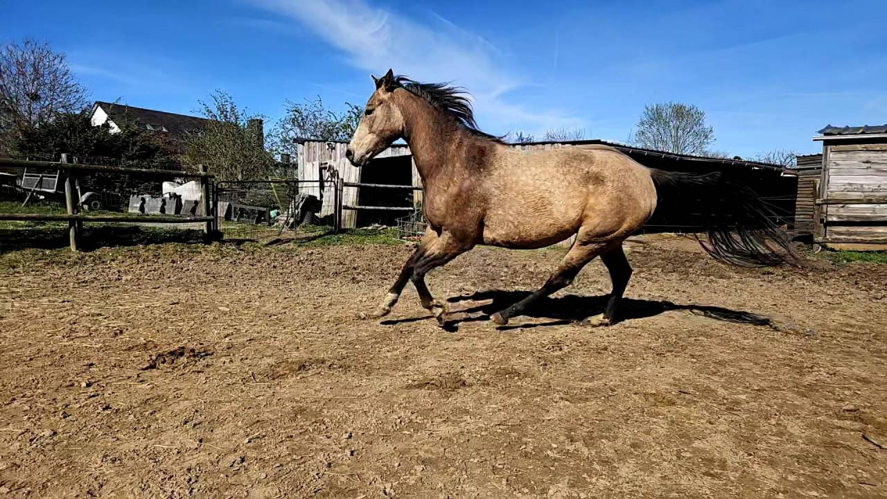 Cavalla AQPS In vendita 2022 Isabella