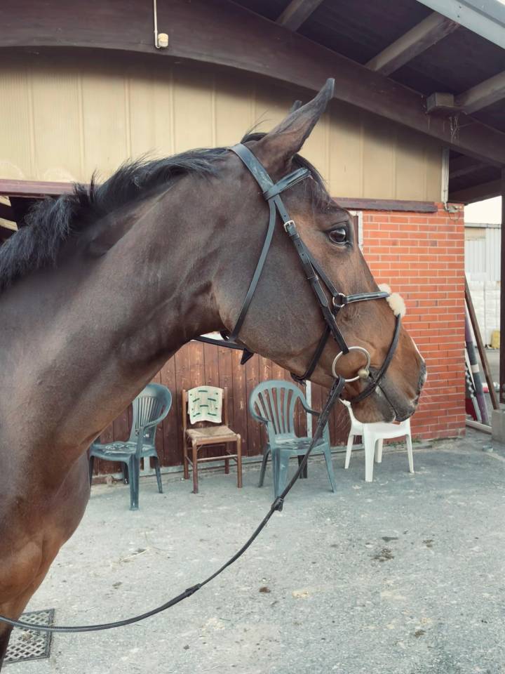 Cavalla Irlandese di 6 anni per Completo/Salto Ostacoli