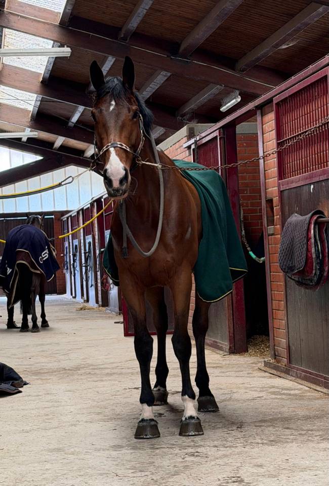 Cavalla Irlandese di 6 anni per Completo/Salto Ostacoli