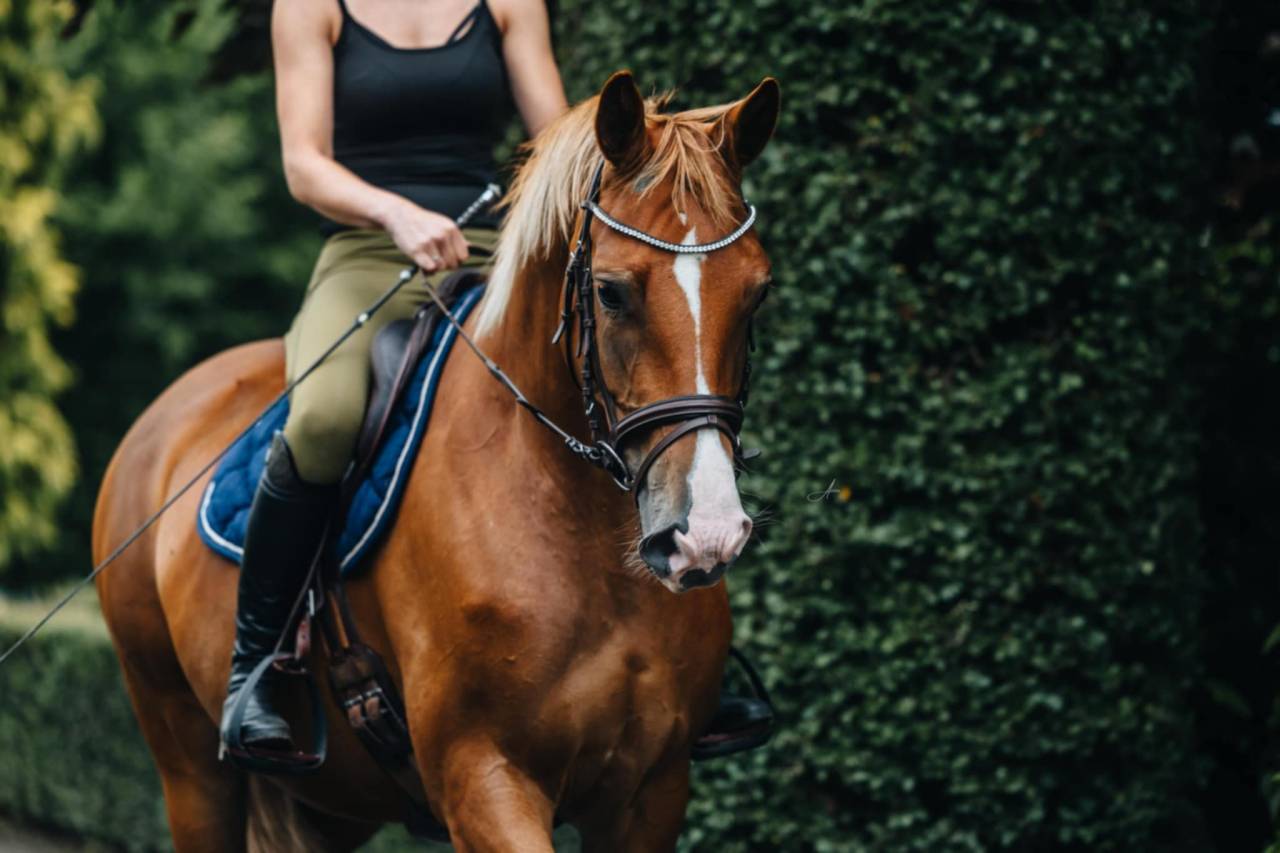 Cavalla Oldenburger In vendita 2019 Sauro ,  MARC CAIN