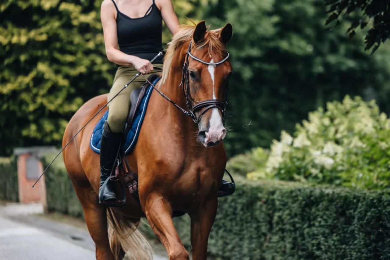 Cavalla Oldenburger In vendita 2019 Sauro ,  MARC CAIN