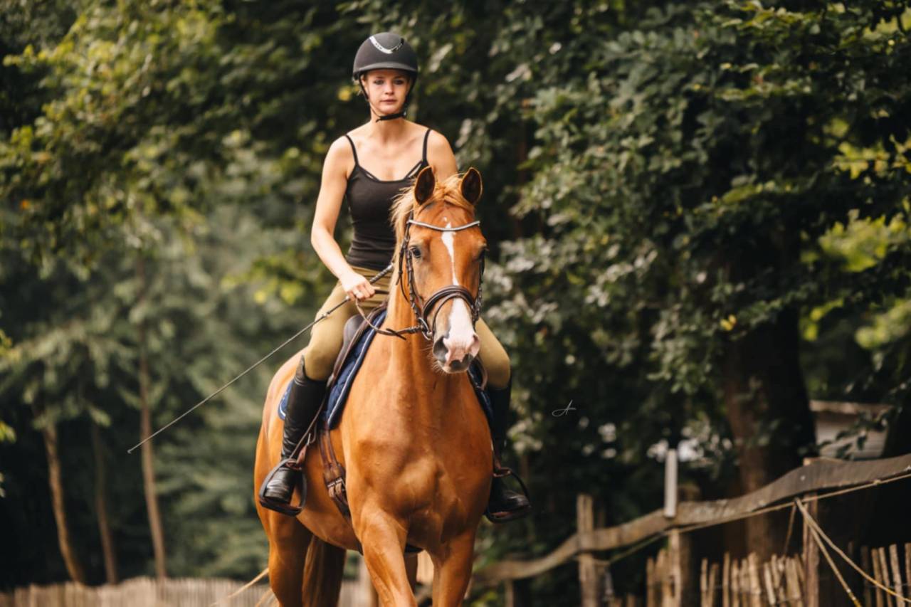 Cavalla Oldenburger In vendita 2019 Sauro ,  MARC CAIN