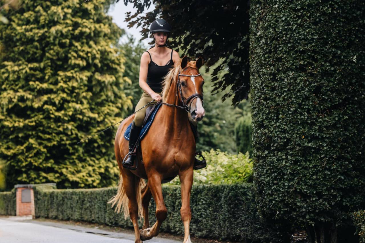 Cavalla Oldenburger In vendita 2019 Sauro ,  MARC CAIN