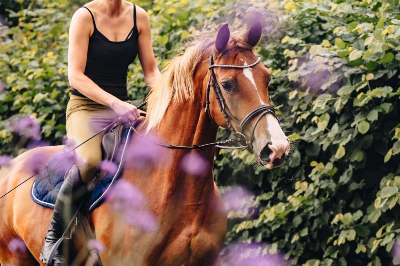 Cavalla Oldenburger In vendita 2019 Sauro ,  MARC CAIN