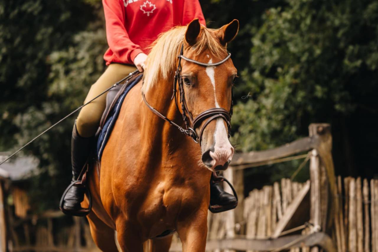 Cavalla Oldenburger In vendita 2019 Sauro ,  MARC CAIN