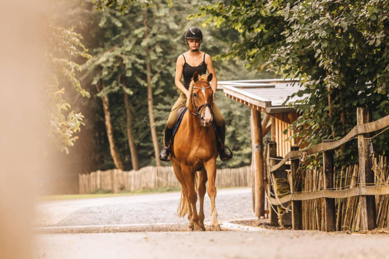 Cavalla Oldenburger In vendita 2019 Sauro ,  MARC CAIN