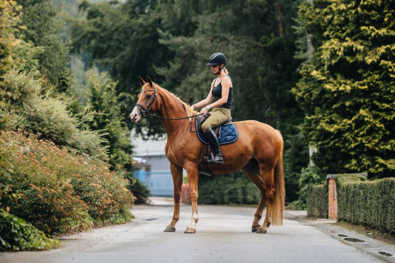 Cavalla Oldenburger In vendita 2019 Sauro ,  MARC CAIN