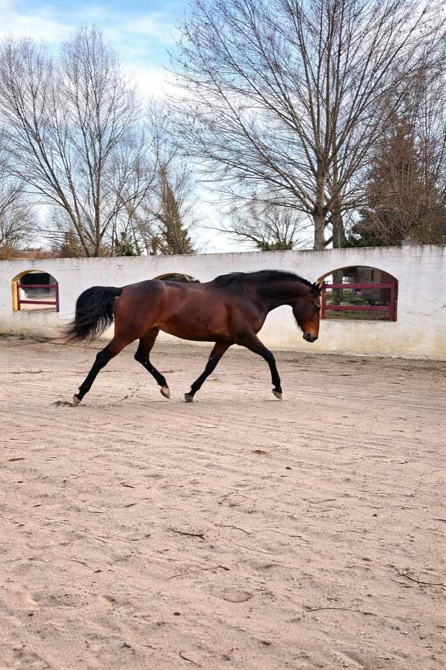 Cavalla CDF - Cavallo da dressage francese In vendita 2021 Baio