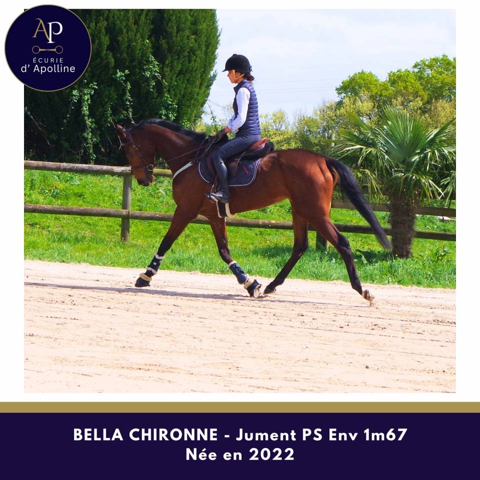 Cavalla Purosangue In vendita 2022 Baio