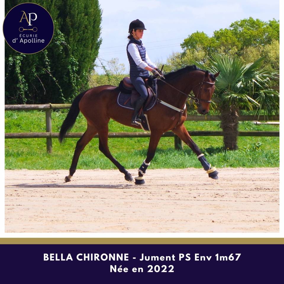 Cavalla Purosangue In vendita 2022 Baio