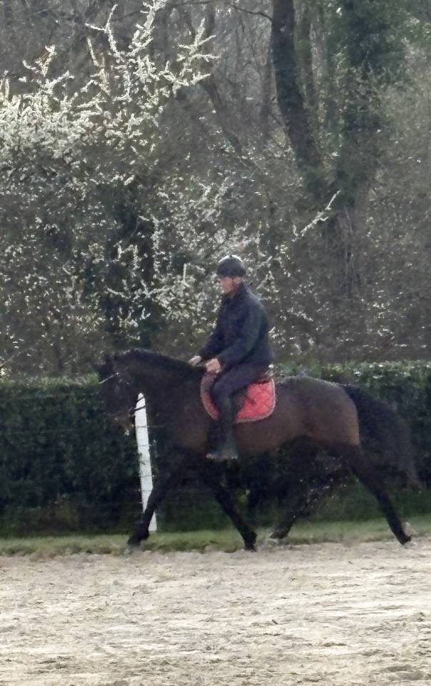 Castrone Westphalien In vendita 2022 Baio scuro ,  Franziskus