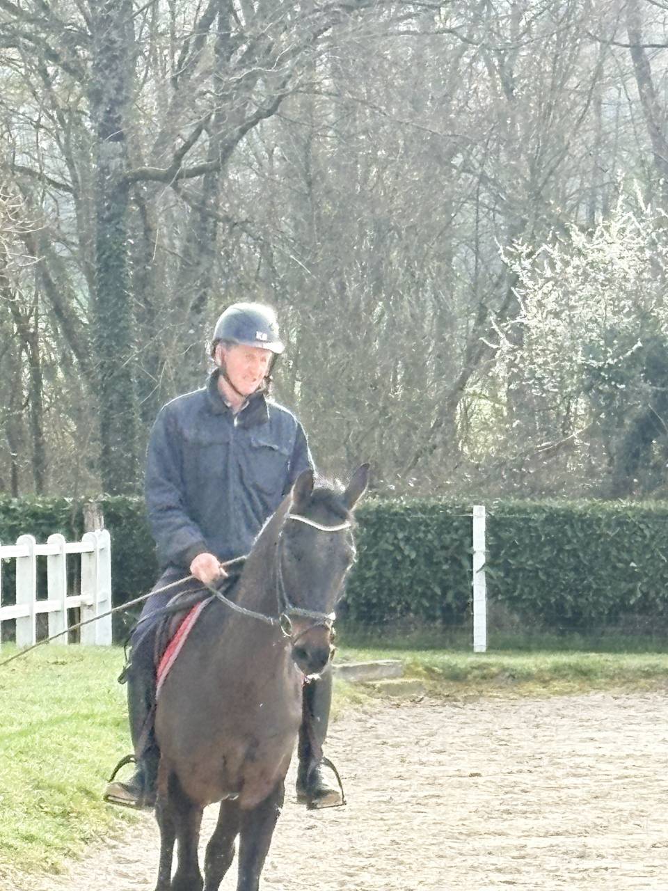 Castrone Westphalien In vendita 2022 Baio scuro ,  Franziskus