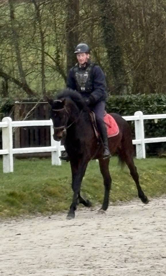 Castrone Westphalien In vendita 2022 Baio scuro ,  Franziskus