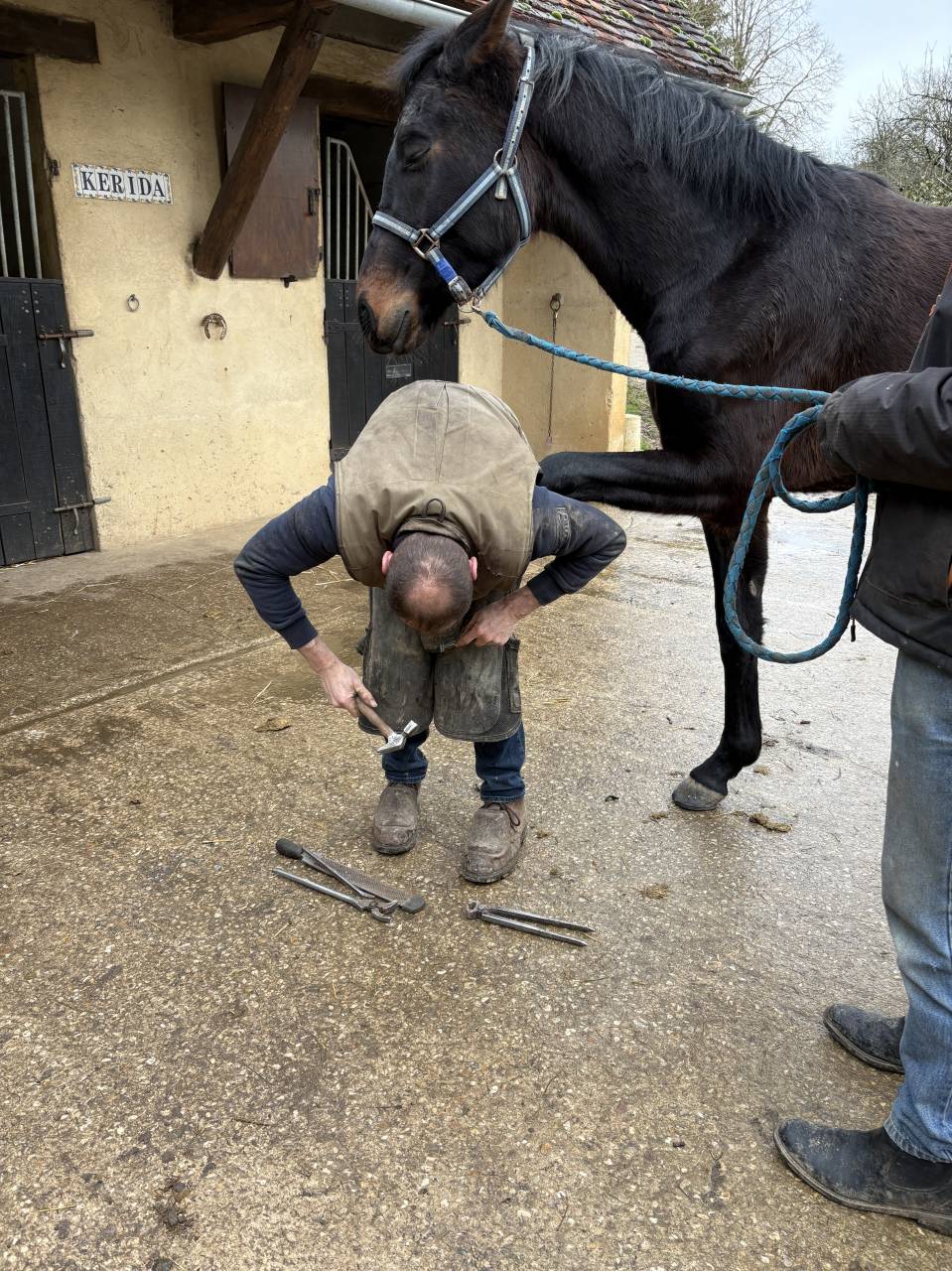 Castrone Westphalien In vendita 2022 Baio scuro ,  Franziskus