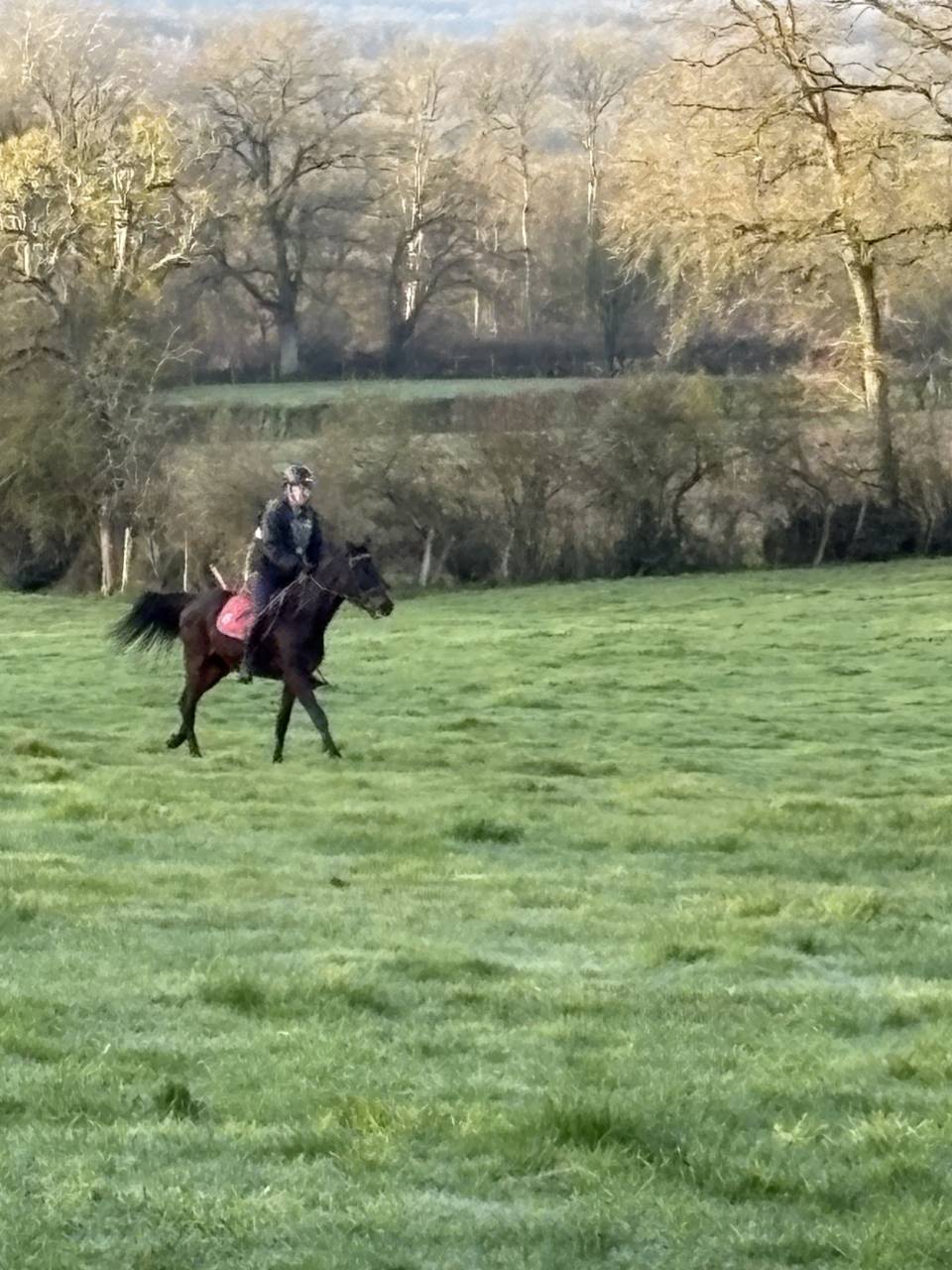 Castrone Westphalien In vendita 2022 Baio scuro ,  Franziskus