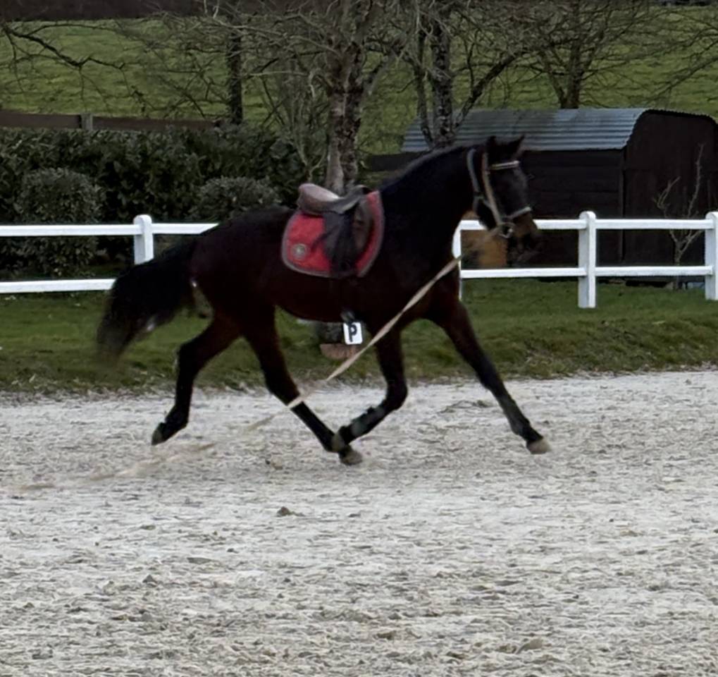 Castrone Westphalien In vendita 2022 Baio scuro ,  Franziskus