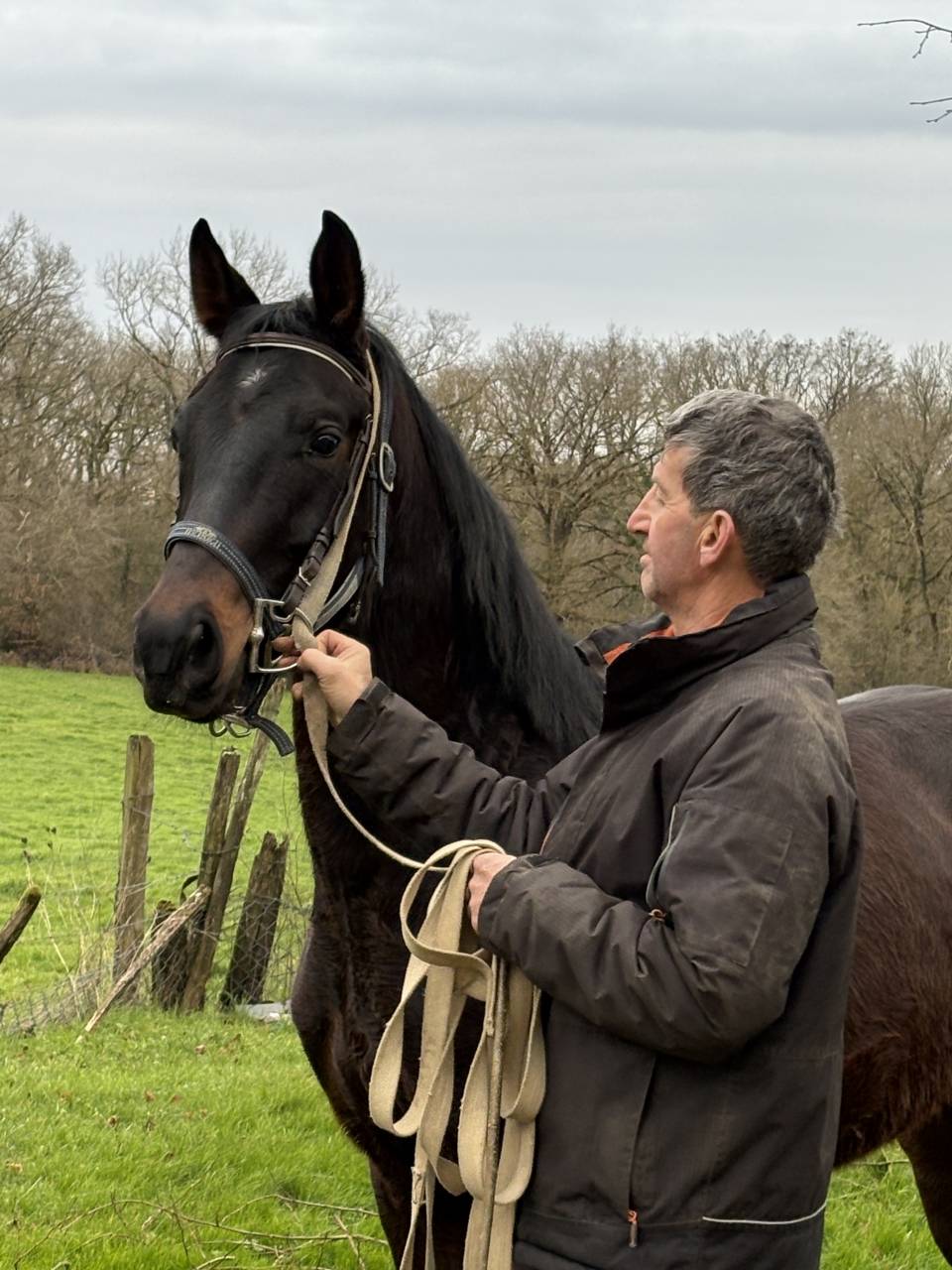 Castrone Westphalien In vendita 2022 Baio scuro ,  Franziskus