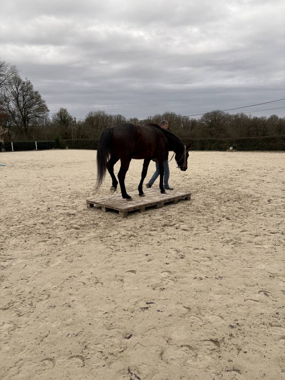 Castrone Westphalien In vendita 2022 Baio scuro ,  Franziskus