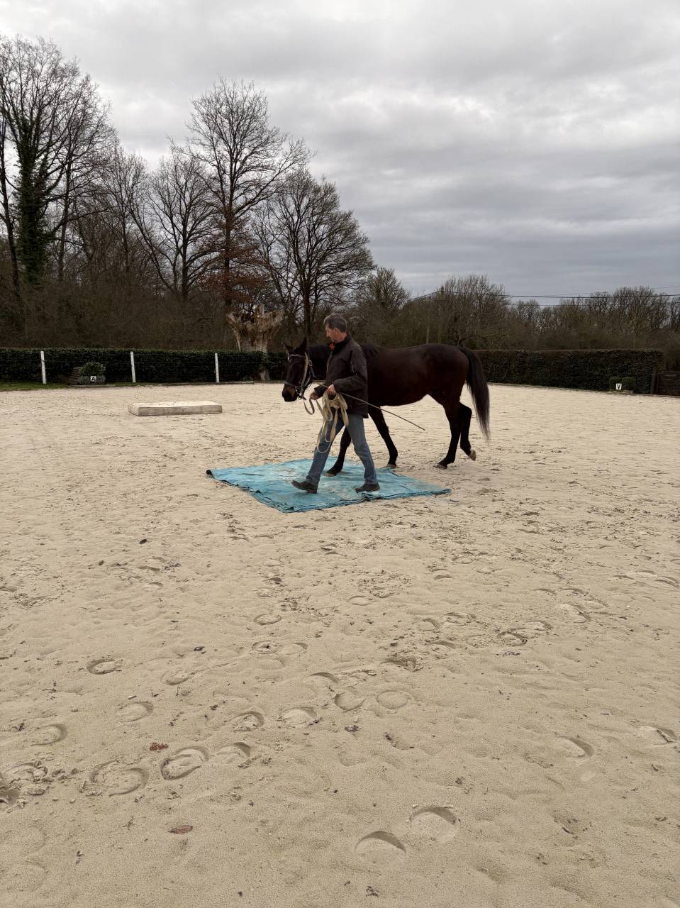 Castrone Westphalien In vendita 2022 Baio scuro ,  Franziskus