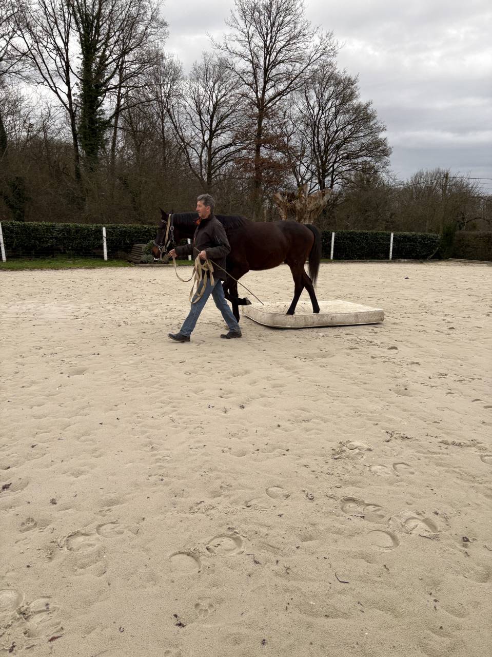 Castrone Westphalien In vendita 2022 Baio scuro ,  Franziskus