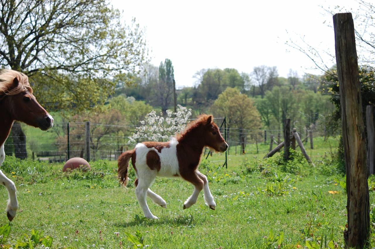 Puledro Shetland In vendita 2026 Pezzato ,  Artaban des Cles