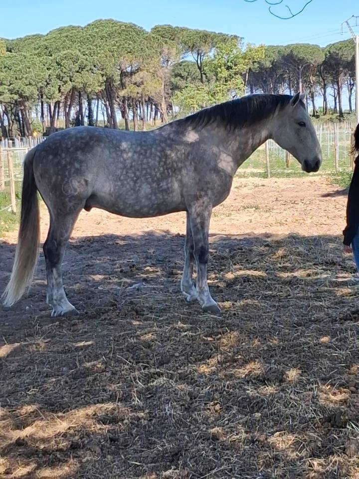 Castrone Lusitano In vendita 2015 Grigio