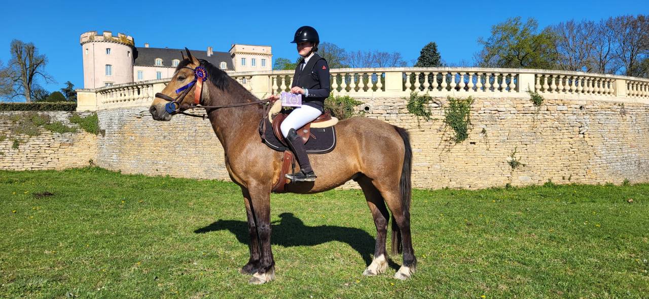 Castrone Connemara In vendita 2020 Isabella