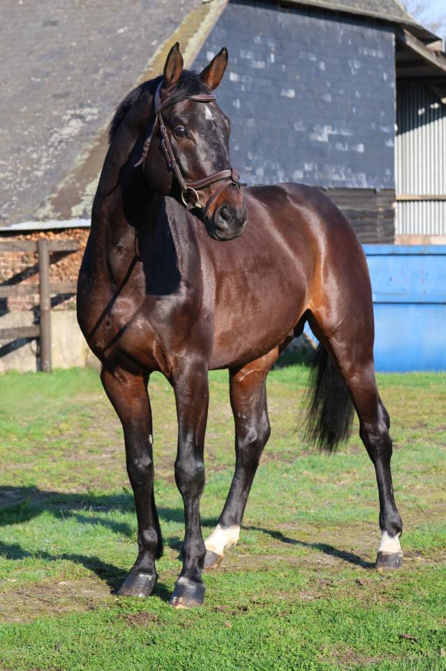 Castrone Holsteiner In vendita 2020 Baio ,  Q-OXFORED QUALITY