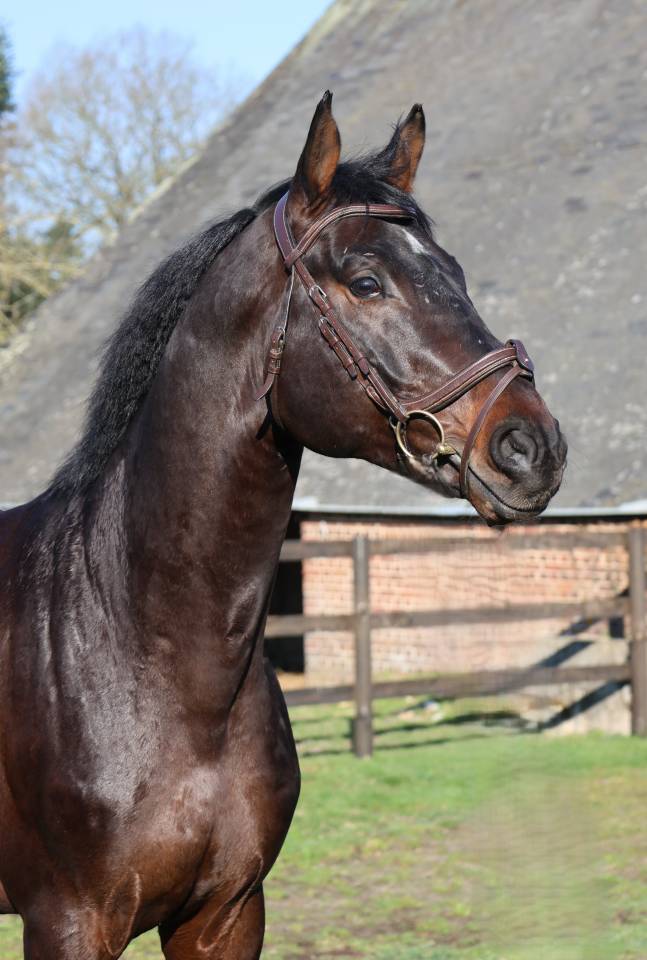 Castrone Holsteiner In vendita 2020 Baio ,  Q-OXFORED QUALITY