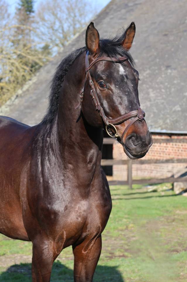 Castrone Holsteiner In vendita 2020 Baio ,  Q-OXFORED QUALITY