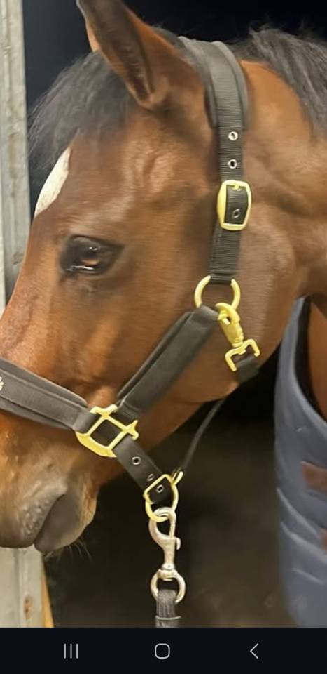 Castrone BWP Cavallo da Sangue Belgio In vendita 2019 Baio
