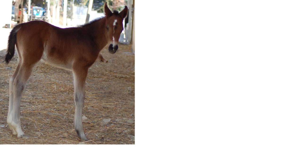 Vendo puledro SALTO OSTACOLI 