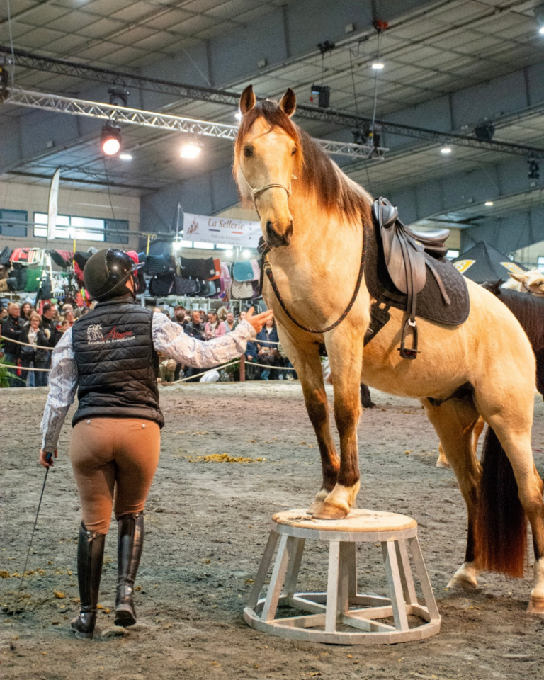 Castrone PRE Andaluso In vendita 2021 Isabella