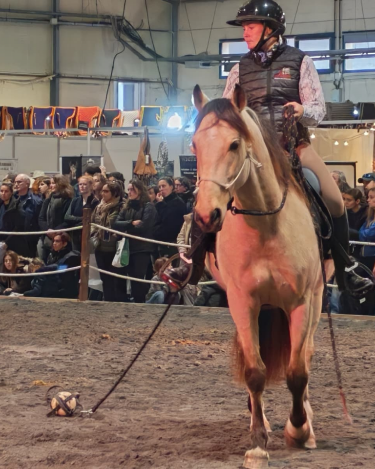 Castrone PRE Andaluso In vendita 2021 Isabella