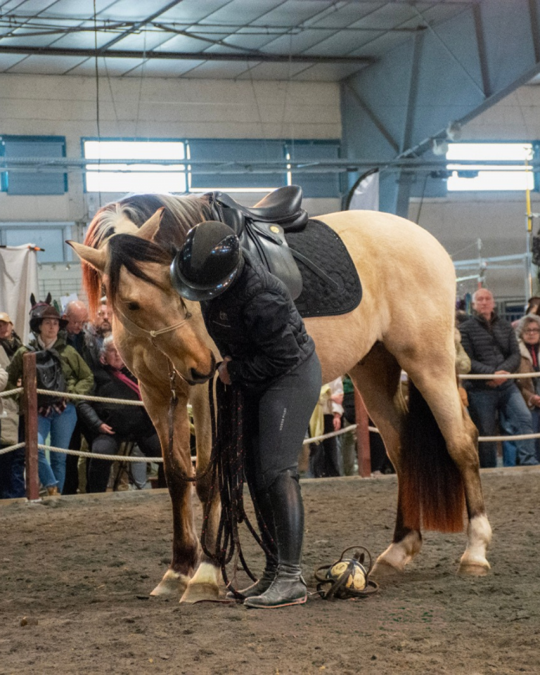 Castrone PRE Andaluso In vendita 2021 Isabella
