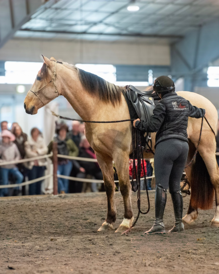 Castrone PRE Andaluso In vendita 2021 Isabella