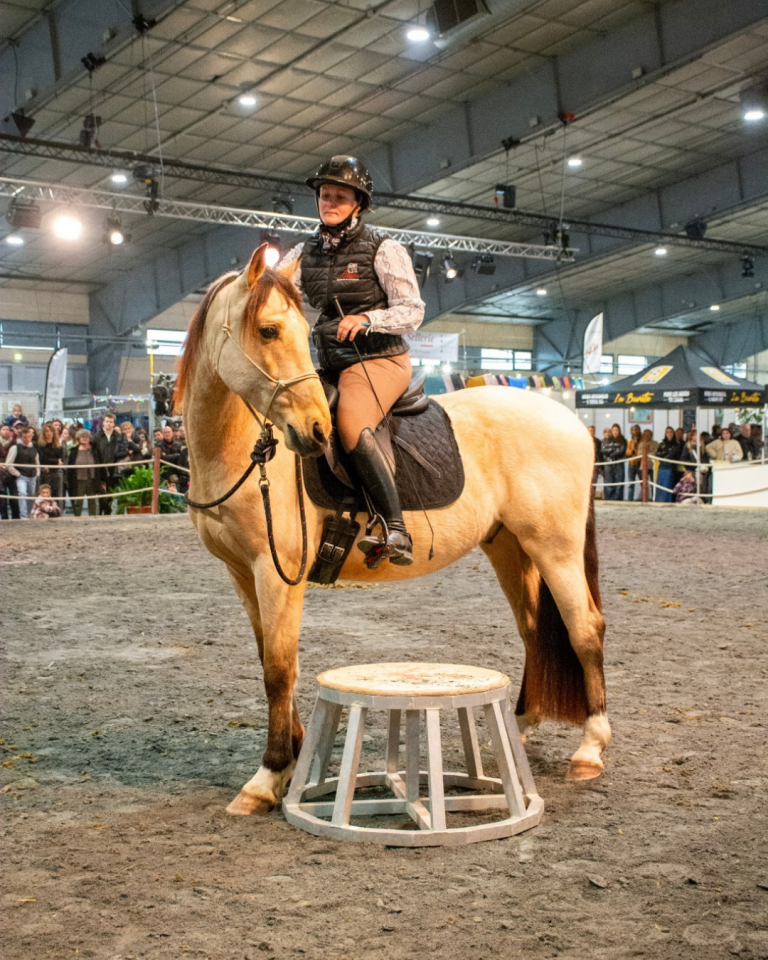 Castrone PRE Andaluso In vendita 2021 Isabella