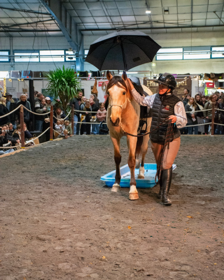 Castrone PRE Andaluso In vendita 2021 Isabella