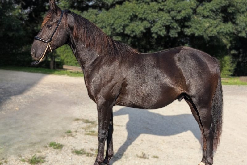 Intero Quarter Horse In vendita 2023 Nero
