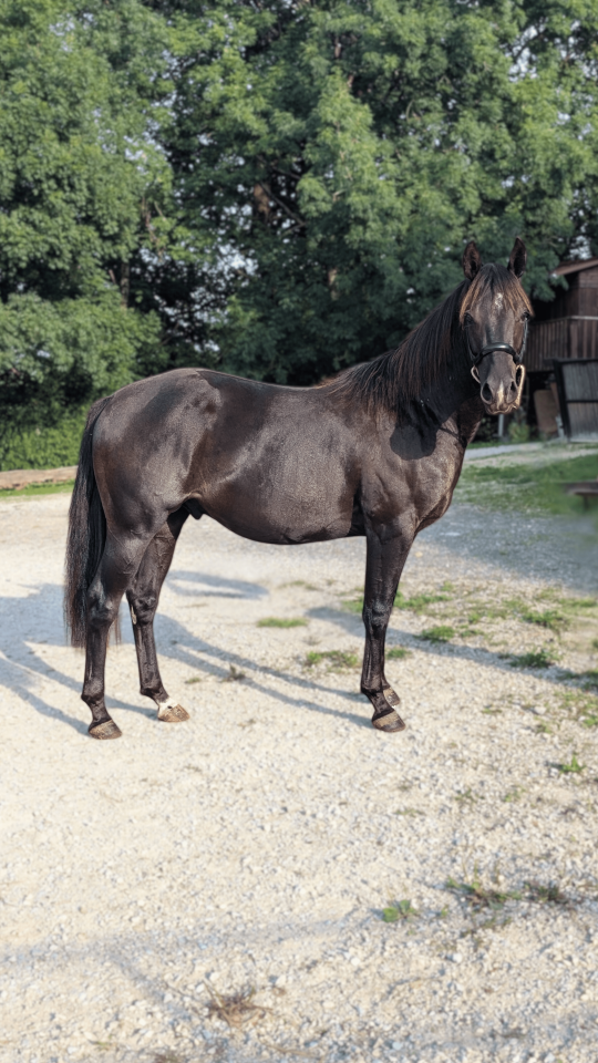 Intero Quarter Horse In vendita 2023 Nero