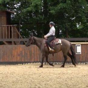 Cavalla Quarter Horse In vendita 2020 Grullo ,  JAZ GC DE PLATA