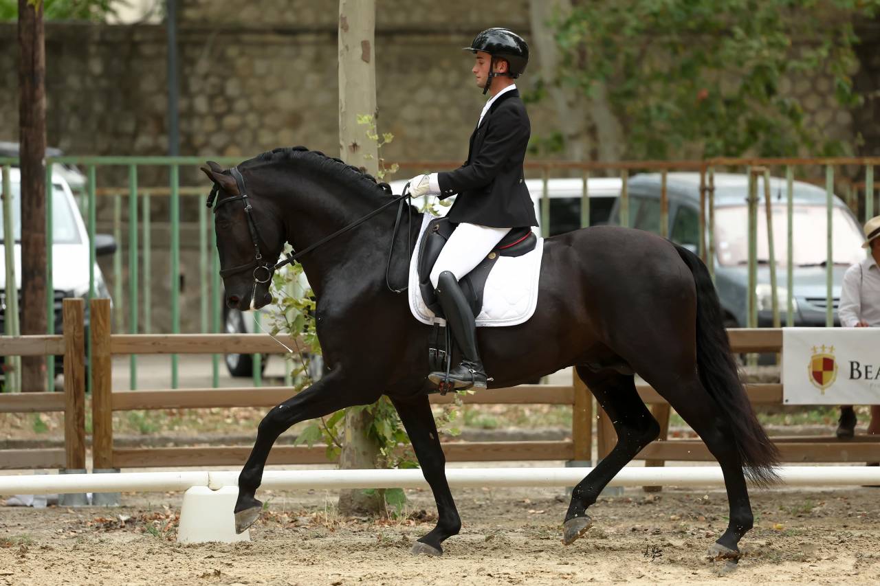 Jango NP - PRE Andaluso 2017 ,  INTIMO SALVATELLA