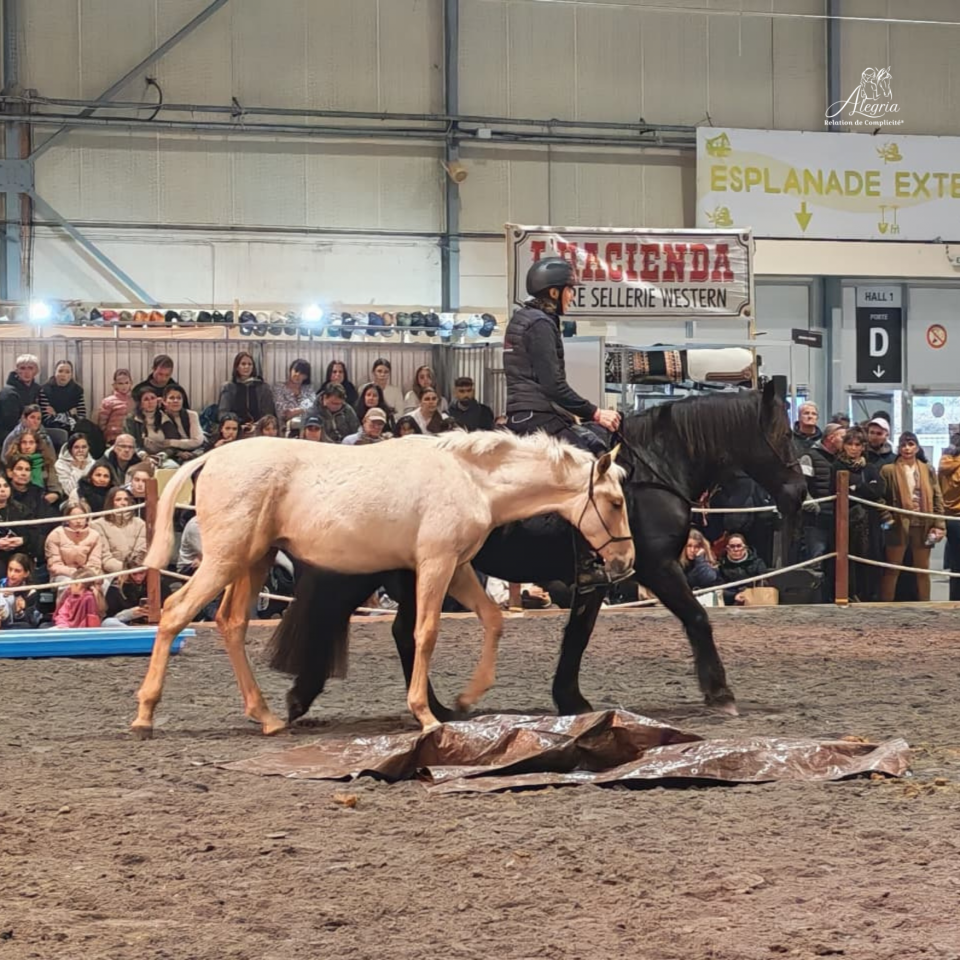 Puledro PRE Andaluso In vendita 2025 Palomino ,  ADAGIO CALLER