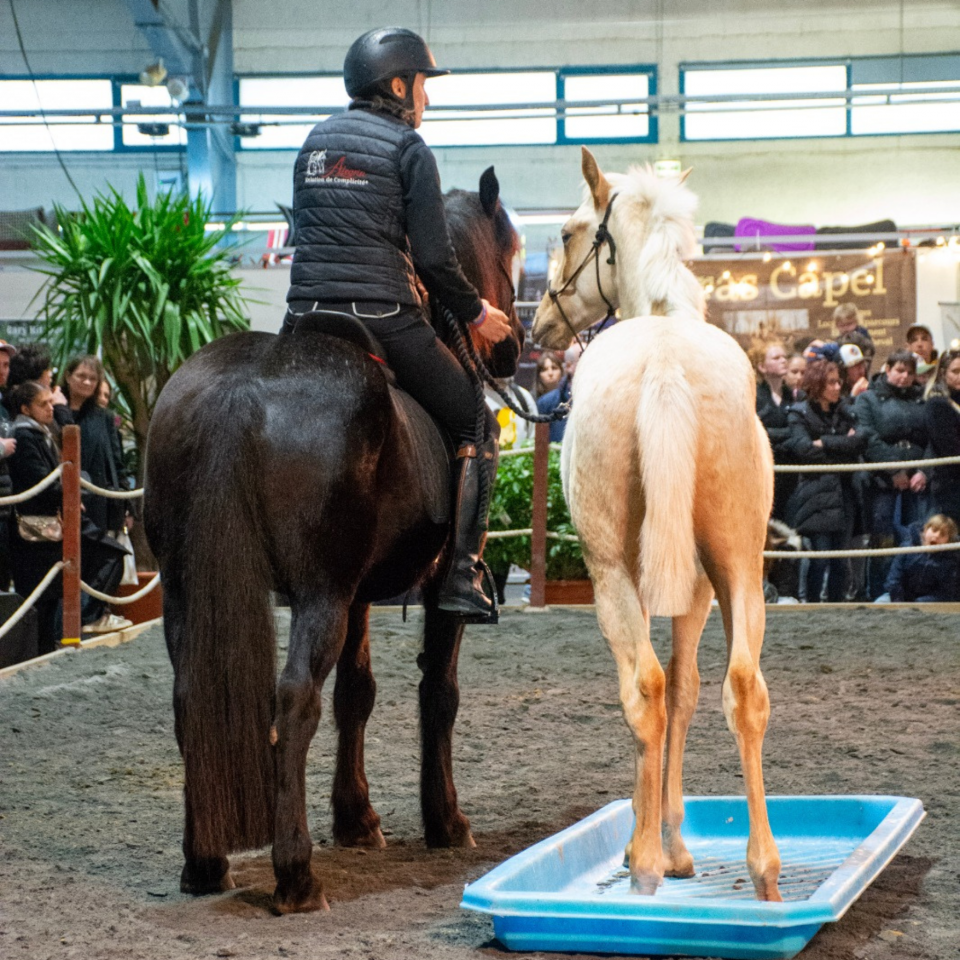 Puledro PRE Andaluso In vendita 2025 Palomino ,  ADAGIO CALLER
