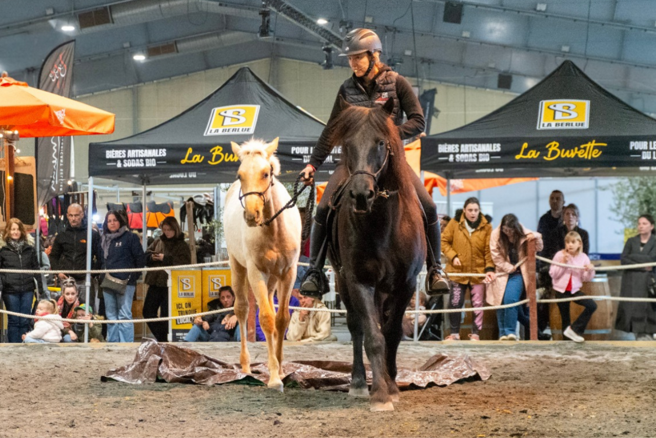 Puledro PRE Andaluso In vendita 2025 Palomino ,  ADAGIO CALLER