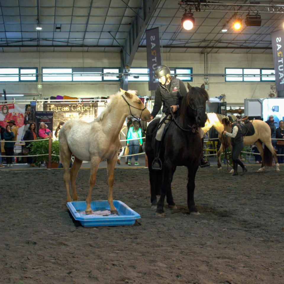 Puledro PRE Andaluso In vendita 2025 Palomino ,  ADAGIO CALLER