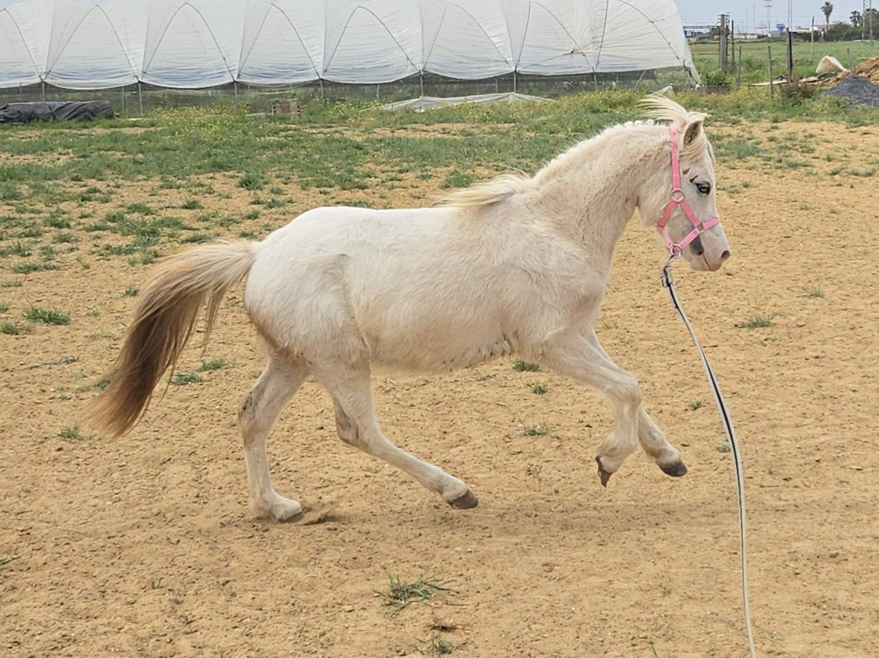 Puledro Welsh Poney (Sezione A) In vendita 2024 Grigio